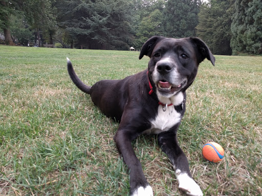 Park «Burlingame Park», reviews and photos, SW Falcon St & SW 12th Ave, Portland, OR 97219, USA