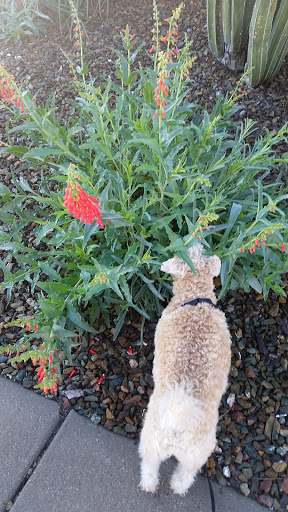 Park «Lookout Mountain Preserve», reviews and photos, 15800 N 16th St, Phoenix, AZ 85022, USA