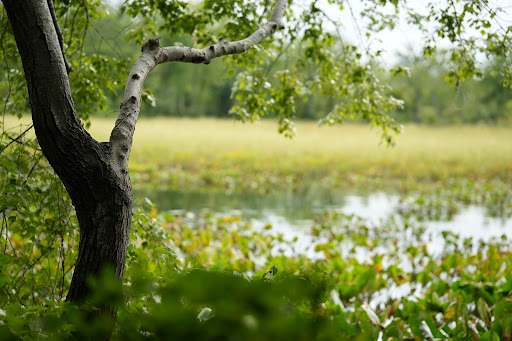 Park «Government Island», reviews and photos, 191 Coal Landing Road, Stafford, VA 22554, USA