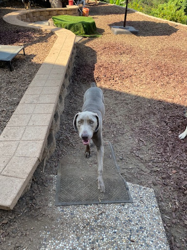 Hot Dog On A Leash image