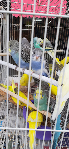 Pet Store «Tropical Pets Inc.», reviews and photos, 37-65 103rd St, Corona, NY 11368, USA