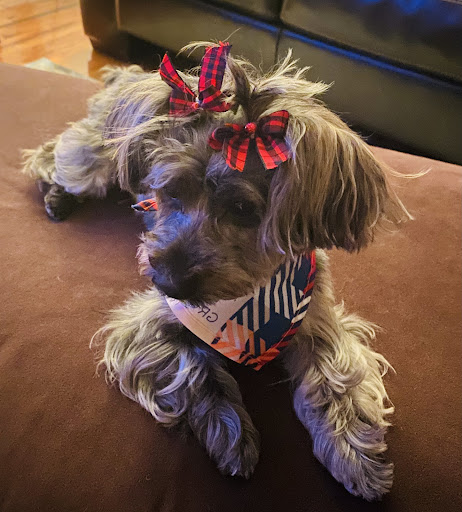 Pet Supply Store «PetSmart», reviews and photos, 467 Cross Keys Rd, Sicklerville, NJ 08081, USA