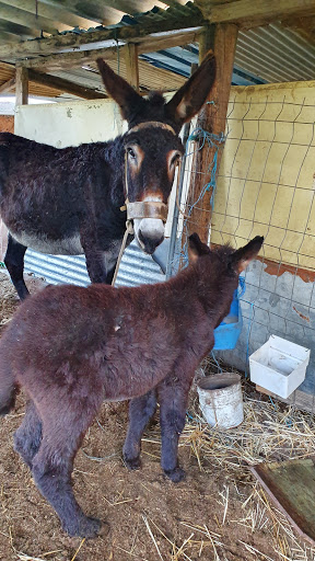 Conejo Valley Veterinary Hospital image