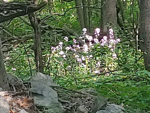 Hiking Area «Stony Brook Reservation», reviews and photos, Turtle Pond Pkwy, Hyde Park, MA 02136, USA