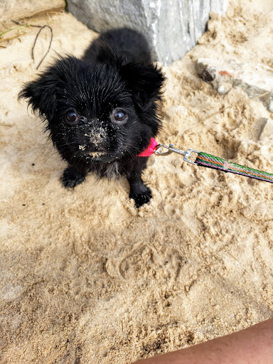 Lighthouse «Little Sable Point Lighthouse», reviews and photos
