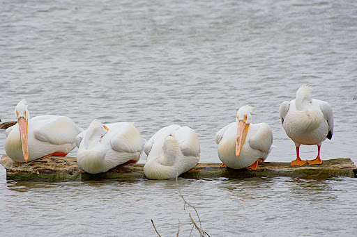 Park «White Rock Lake Park», reviews and photos, E Lawther Dr, Dallas, TX 75218, USA