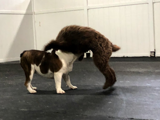 Dog Trainer «Suite Dog Daze», reviews and photos, 2090 Front St NE, Salem, OR 97301, USA