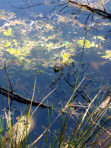 Nature Preserve «Redmond Watershed Preserve», reviews and photos, 21760 NE Novelty Hill Rd, Redmond, WA 98053, USA