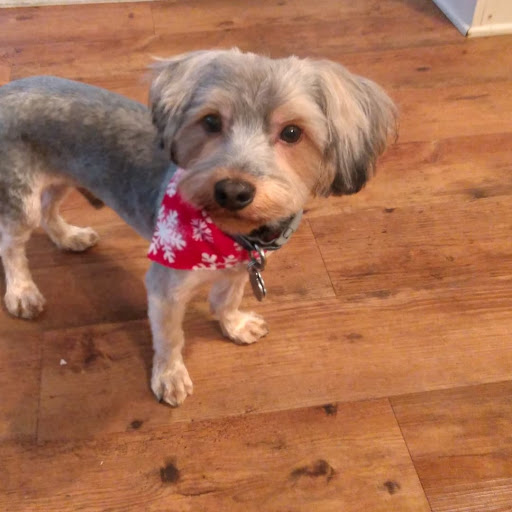 Pet Groomer «Doggie Style Bowtique», reviews and photos, 1713 Westport Rd, Kansas City, MO 64111, USA