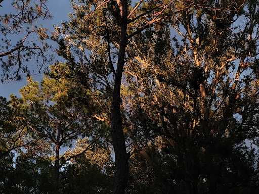 Park «Al Lopez Field», reviews and photos, 4810 N Himes Ave, Tampa, FL 33614, USA