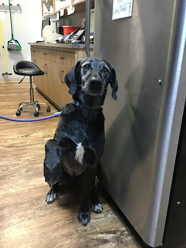 Paws, Claws, and Hooves Veterinary Center image