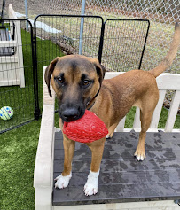 Unleashed On East - Photo 6 - Car repair in Mansfield, MA, Brockton