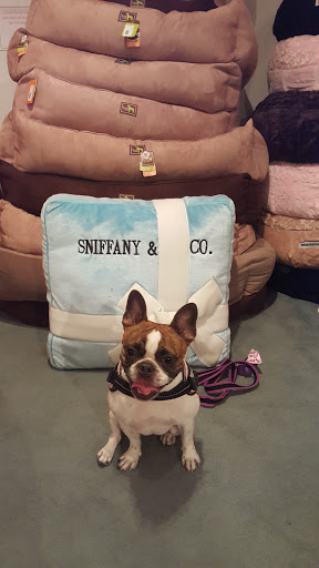 Pet Supply Store «Diggidy Dog», reviews and photos, Ocean Ave & Monte Verde St, Carmel-By-The-Sea, CA 93923, USA