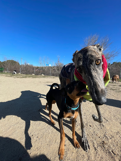 MarinoCanis en Valdetorres de Jarama
