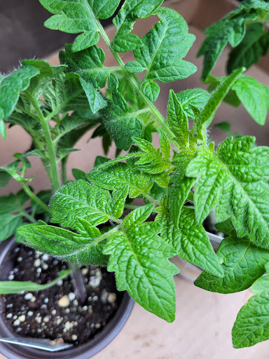 Florist «Dutch & Olgas Greenhouse», reviews and photos, 1285 NJ-36, Hazlet, NJ 07730, USA