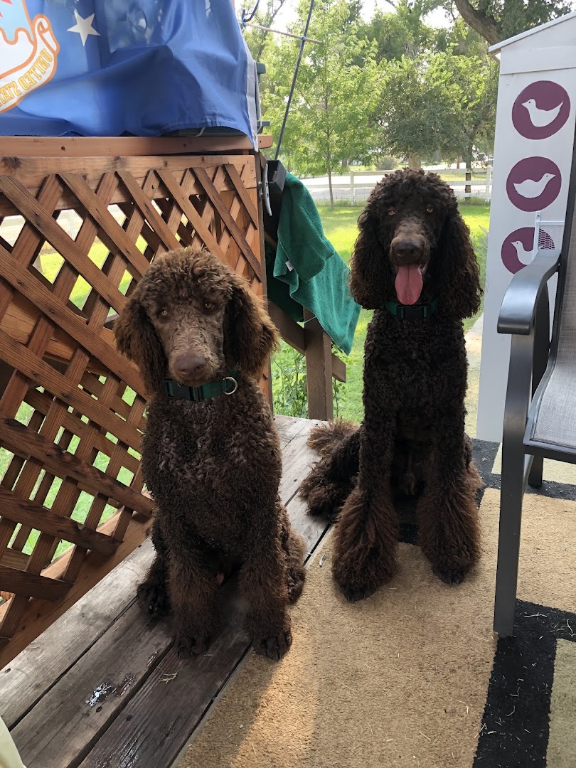 Waggin Tails Poodles