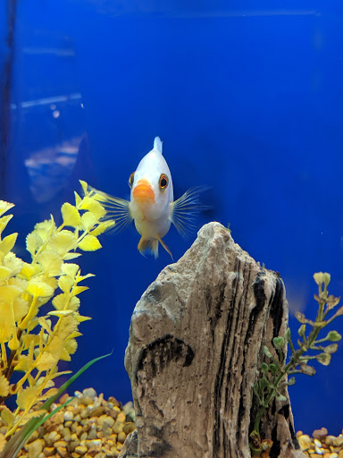 Pet Supply Store «PetSmart», reviews and photos, 2000 Clements Bridge Rd, Woodbury, NJ 08096, USA