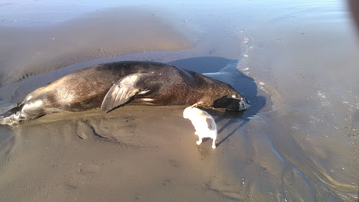 Golf Course «Seaside Golf Course», reviews and photos, 451 Avenue U, Seaside, OR 97138, USA