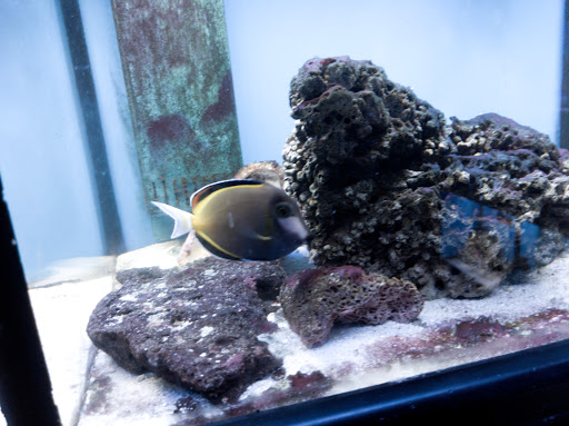 Tropical Fish Store «Something Fishy», reviews and photos, 954 S Wayne Rd, Westland, MI 48186, USA