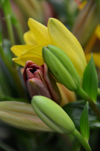 Florist «Royal Petals», reviews and photos, 188 E Wend St, Lemont, IL 60439, USA