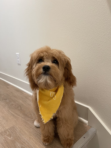 Pet Supply Store «Brown Dog Bakery», reviews and photos, 2310 SE Delaware Ave, Ankeny, IA 50021, USA