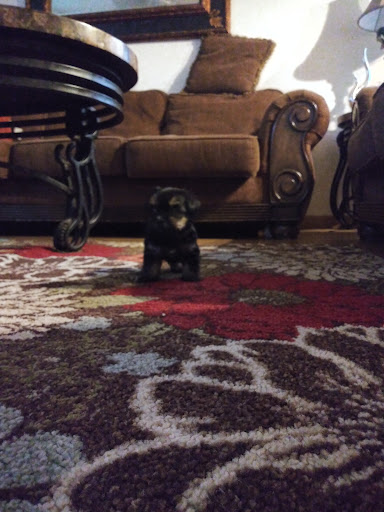 Pet Supply Store «Pet Club Elk Grove», reviews and photos, 8515 Bond Rd, Elk Grove, CA 95624, USA