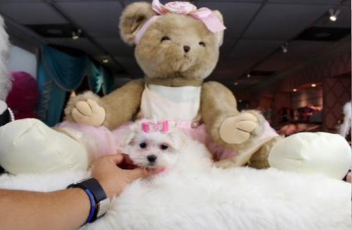 Pet Store «Puppy Boutique Store», reviews and photos, 4001 N Federal Hwy, Fort Lauderdale, FL 33308, USA
