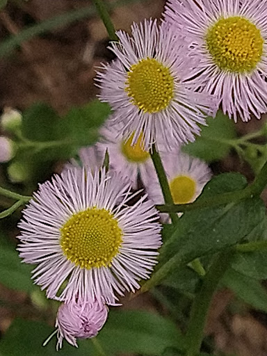 Park «Algonquin Park», reviews and photos, 1614 Cypress St, Louisville, KY 40210, USA