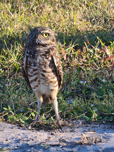 Park «Owl Park», reviews and photos, SW 26th St, Davie, FL 33325, USA