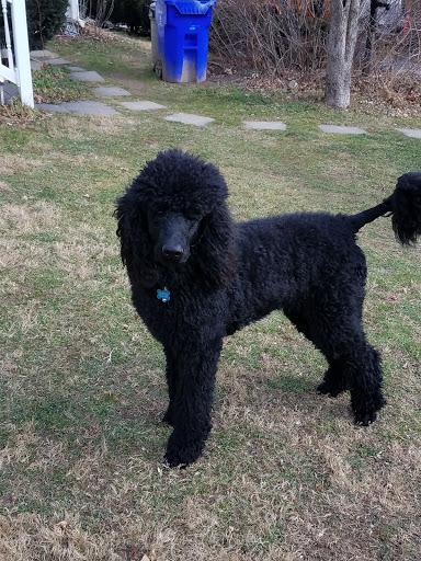 Pet Supply Store «Petco Animal Supplies», reviews and photos, 10060 US Highway 40 G-150, Ellicott City, MD 21042, USA