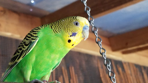 Zoo «North Georgia Zoo & Farm», reviews and photos, 2912 Paradise Valley Rd, Cleveland, GA 30528, USA