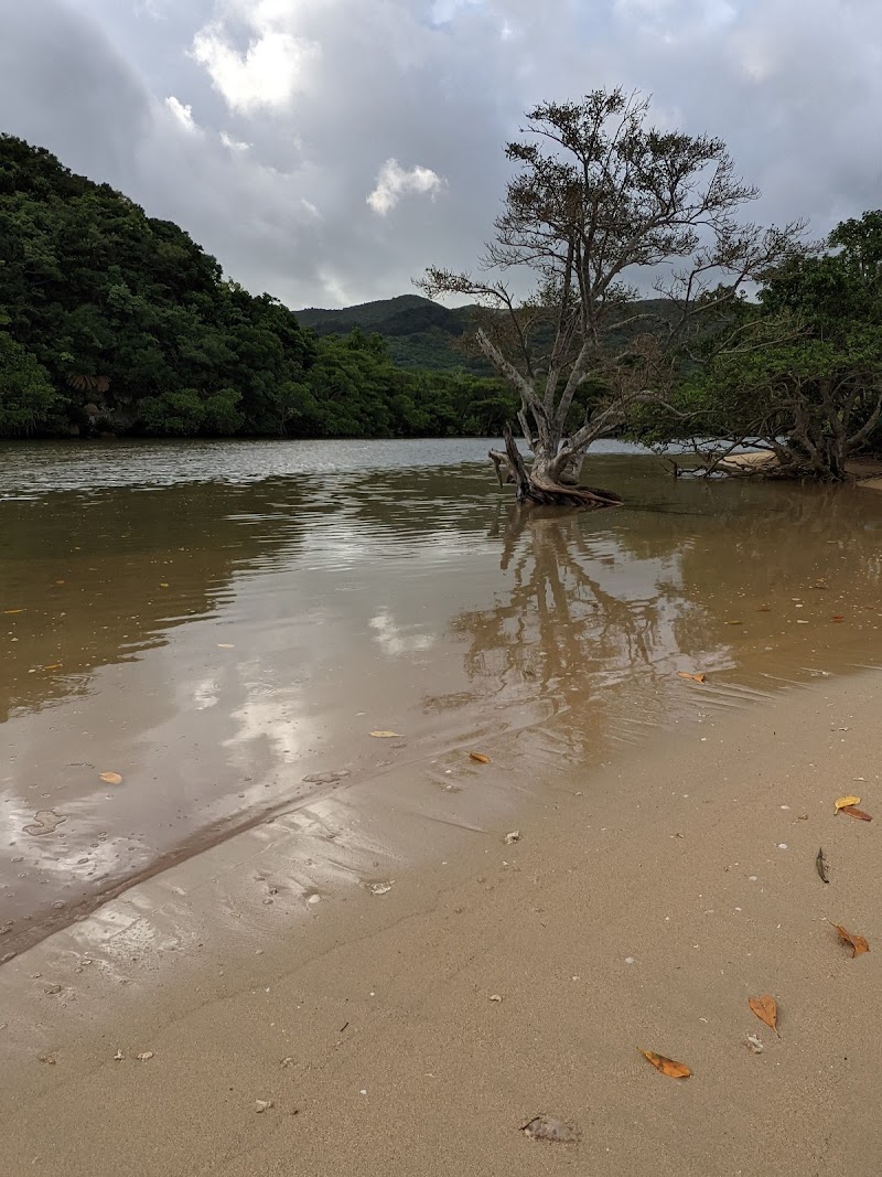 吹通川マングローブ群落 沖縄県石垣市野底 公園 グルコミ