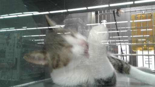 Pet Store «PetSmart», reviews and photos, 3152 Phoenix Center Dr, Washington, MO 63090, USA