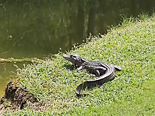 Golf Club «Blackmoor Golf Club», reviews and photos, 6100 Longwood Dr, Murrells Inlet, SC 29576, USA