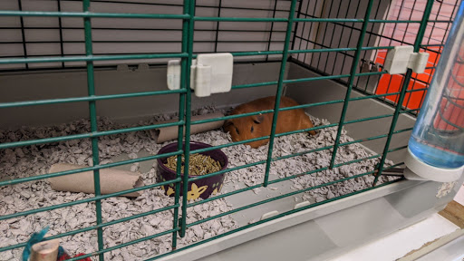 Westwood Pets Unlimited, 15 Westwood Ave, Westwood, NJ 07675, USA, 