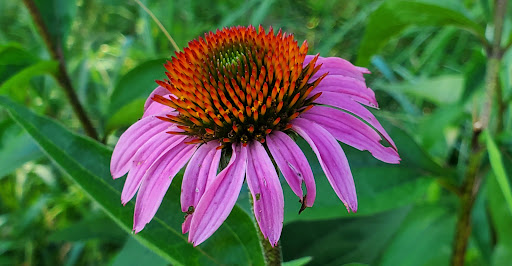 Nature Preserve «GRIGGS RESERVOIR PARK», reviews and photos, 2933 Riverside Dr, Columbus, OH 43221, USA