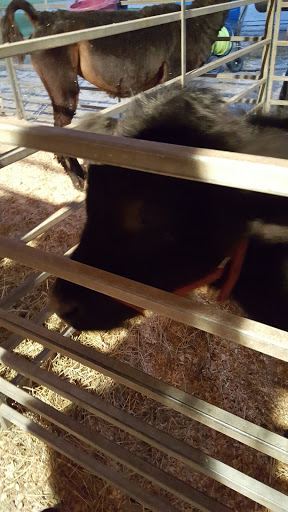 Hardware Store «Buchheit of Sparta», reviews and photos, 1817 N Market St, Sparta, IL 62286, USA