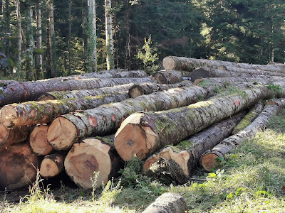 Forêt de Bélesta à Belesta