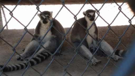 Wildlife Rescue Service «In-Sync Exotics», reviews and photos, 3430 Skyview Dr, Wylie, TX 75098, USA