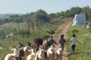 רועת עיזים וסיפורים Goats' Walk Of Life image