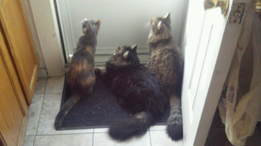 Pet Supply Store «Petco Animal Supplies», reviews and photos, 438 Southbridge St, Auburn, MA 01501, USA