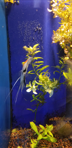 Tropical Fish Store «Glass Aquatics», reviews and photos, 542 W Harwood Rd, Hurst, TX 76054, USA