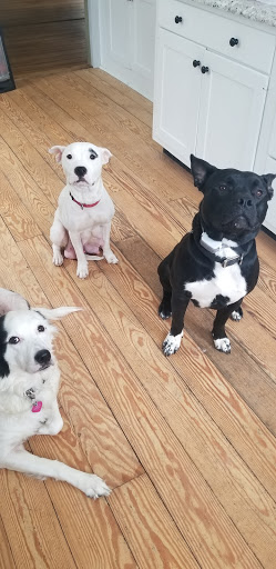 Pet Supply Store «PetSmart», reviews and photos, 4731 Commercial Dr, New Hartford, NY 13413, USA