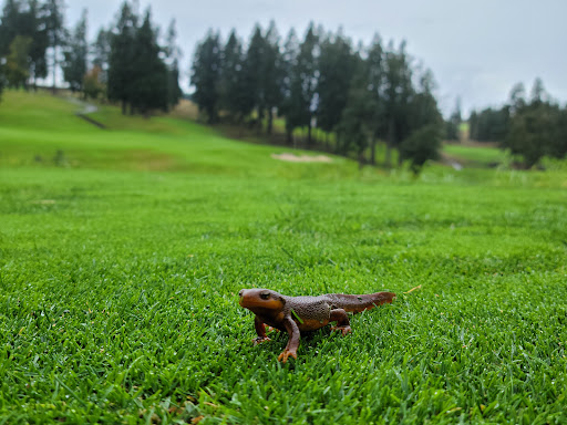 Golf Club «The Oregon Golf Club», reviews and photos, 25700 SW Petes Mountain Rd, West Linn, OR 97068, USA