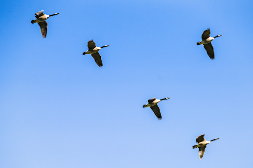 Park «Kingsland Park», reviews and photos, 258 Rutgers Pl, Nutley, NJ 07110, USA