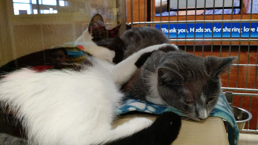 Pet Supply Store «PetSmart», reviews and photos, 9 Highland Common E, Hudson, MA 01749, USA