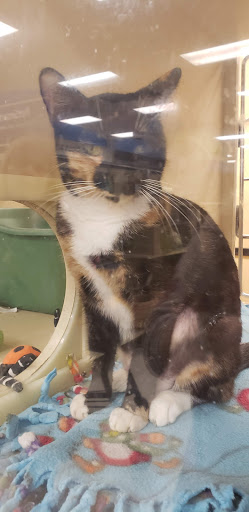 Pet Supply Store «PetSmart», reviews and photos, 6251 N Davis Hwy, Pensacola, FL 32504, USA