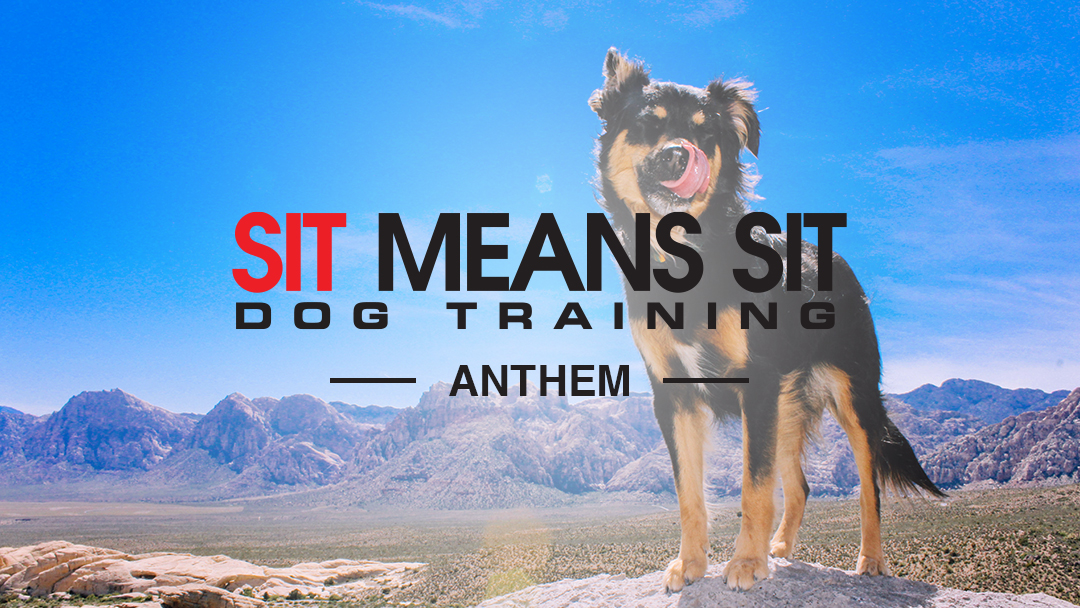 Sit Means Sit Dog Training Anthem