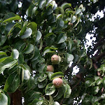 Photo n°11 de l'avis de Marlene.o fait le 11/06/2019 à 06:00 sur le  QUINTA DA UBA à Valverde