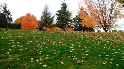 Park «Lake Boren Park», reviews and photos, 13058 SE 84th Way, Newcastle, WA 98056, USA